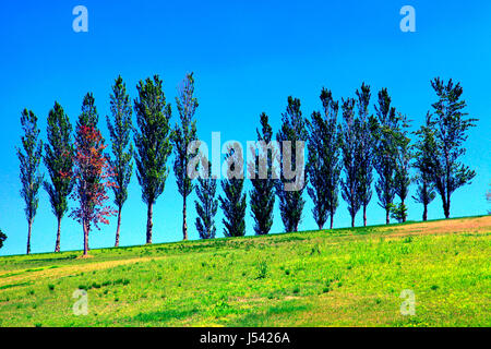 Poplar Tree Avenue a Echigo Hillside Park Nagaoka città Niigata Giappone Foto Stock