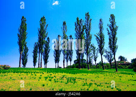 Poplar Tree Avenue a Echigo Hillside Park Nagaoka città Niigata Giappone Foto Stock