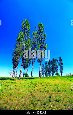 Poplar Tree Avenue a Echigo Hillside Park Nagaoka città Niigata Giappone Foto Stock