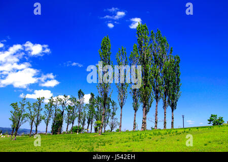 Poplar Tree Avenue a Echigo Hillside Park Nagaoka città Niigata Giappone Foto Stock