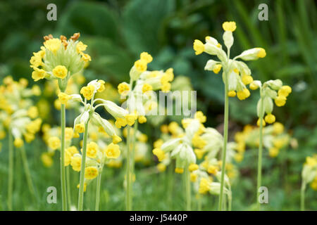 Cowslips (Primula veris) in crescita in un paese di lingua inglese garden, Regno Unito. Foto Stock