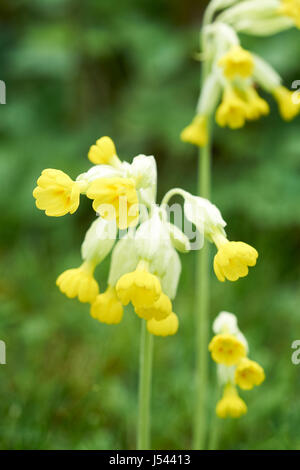 Cowslips (Primula veris) in crescita in un paese di lingua inglese garden, Regno Unito. Foto Stock