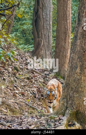 Tiger passeggiate nei boschi Foto Stock