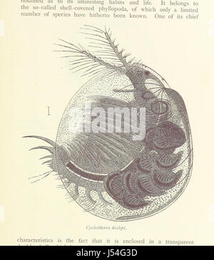 Fra cannibali. Un conto di quattro anni di viaggi in Australia, etc. [Tradotto dal danese.] Foto Stock