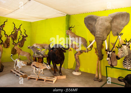 Esposizione di tassidermia camera presso Trophaendienste Tassidermia, Namibia Foto Stock