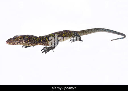 Blu-tailed monitor, Varanus doreanus Foto Stock