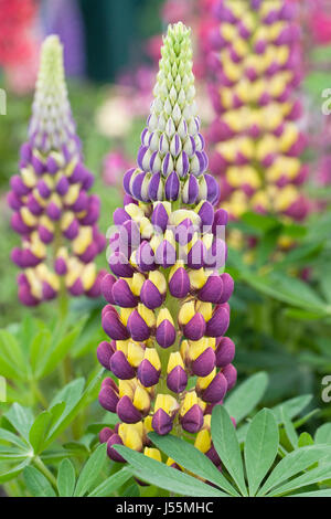 Lupinus 'Manhattan luci' in primavera. Foto Stock