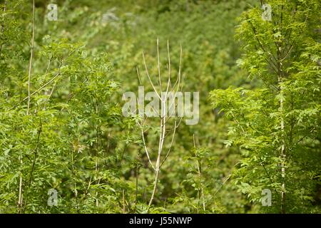 Hymenoscyphus fraxineus, deperimento delle ceneri malattia fungina sui giovani frassini, Wales, Regno Unito Foto Stock