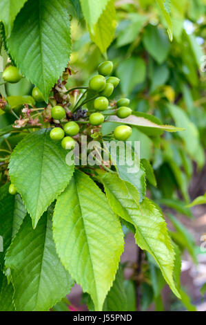 Verde ciliegie acerbe bacche sui rami tra le foglie. Giardino in primavera. Foto Stock
