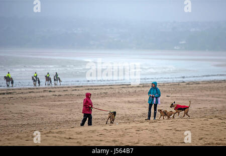 Swansea, Regno Unito. 16 Maggio, 2017. Regno Unito Meteo. Dog walker e cavalieri coraggiosi il bagnato e ventoso sulla sabbia umida a Swansea Bay questo pomeriggio. Credito: Phil Rees/Alamy Live News Foto Stock