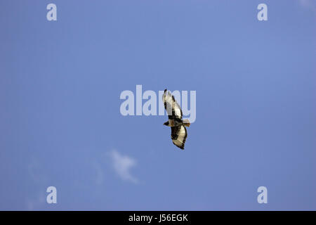 Jackal buzzard Buteo rufofuscus adulto Lesotho Foto Stock