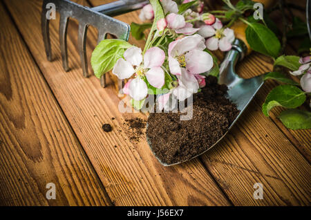 Ramo di fioritura apple e attrezzi da giardino su una superficie di legno, Foto Stock