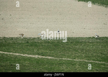 Grande bustard Otis tarda al sito di reintroduzione della Piana di Salisbury Wiltshire, Inghilterra REGNO UNITO Foto Stock