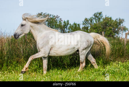 Bianco stallone Camargue bella corre nel paddock. Parc Regional de Camargue. La Francia. Provenza. Un'illustrazione eccellente Foto Stock