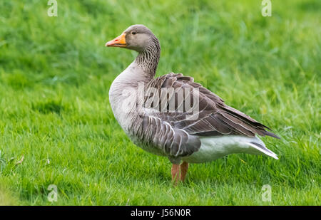 Vista laterale di un oca Graylag (Anser anser) in piedi sull'erba in un campo in primavera nel West Sussex, Regno Unito. Foto Stock