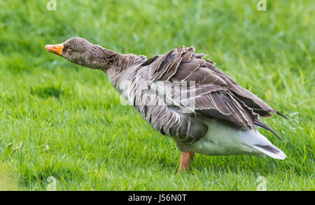 Vista laterale di un oca Graylag (Anser anser) in piedi in erba in un campo, agitando e torcendo la sua testa e collo, in primavera nel West Sussex, Regno Unito. Foto Stock