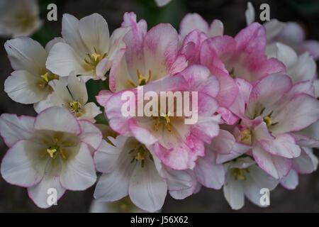 Mazzetto di bianco e rosa tulipani con petali a strisce i tulipani close up Tulipa ornamentali club fiammeggianti i tulipani Foto Stock