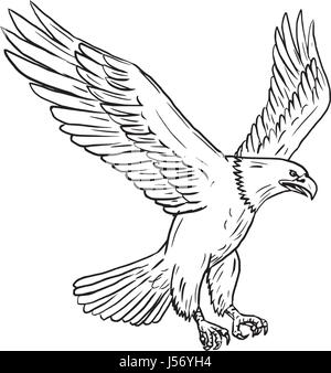 Insieme di raccolta di illustrazioni di aquila calva volare con ali che sbattono visto in diversi movimenti fatto nel disegno stile sketch. Illustrazione Vettoriale