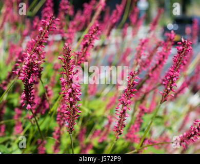 Piante di bistort rosse di Firetail Foto Stock