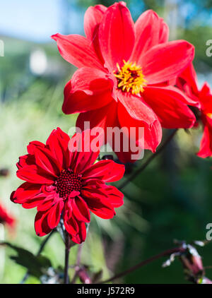 Rosso brillante fiori dalia Foto Stock