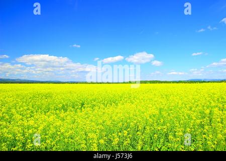 Campo di colza e cielo blu Foto Stock