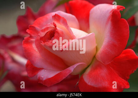 Rose, ibrido Rosa Tea, Rosa x hybrida, colorato di rosso la floricoltura outrdoor. Foto Stock