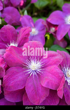 Clematis, Clematis 'Rouge Cardinale", Clematis 'Rouge Cardinale", rosa fiori colorati crescente all'aperto. Foto Stock