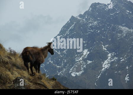 Il Tahr himalayano nella regione dell Everest del Nepal Foto Stock