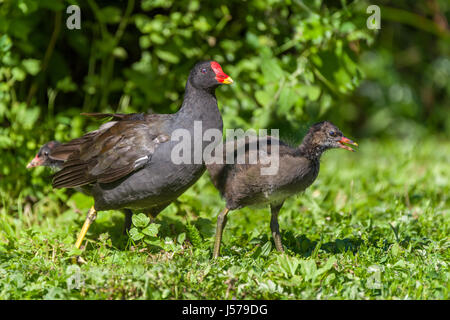 Una madre Moorhen continua a guardare oltre i suoi pulcini come cominciano a foraggio per il cibo. Foto Stock