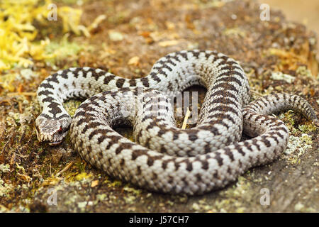 Bel maschio europeo comune di sommatore crogiolarsi al sole su una roccia con moss ( l'attraversata viper, Vipera berus ) Foto Stock