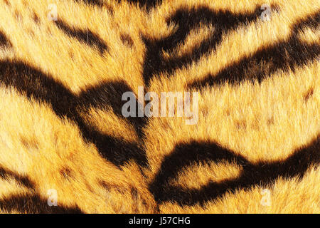 Close up di tiger strisce nere sulla pelliccia, animale pelt texture reali Foto Stock