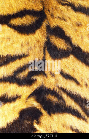 Close up di Tiger su strisce di pelliccia reale, bella texture per il vostro design Foto Stock