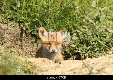 Carino red fox cub ritratto all'ingresso del den ( Vulpes vulpes ) Foto Stock