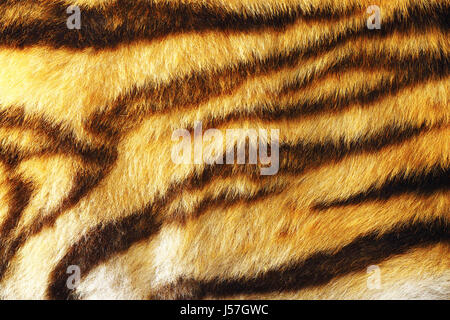 Dettaglio di coloratissimi tiger fur, animale pelt texture per il vostro design Foto Stock