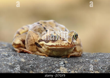 Comune europeo permanente di rana su una pietra, closeup (Rana temporaria) Foto Stock