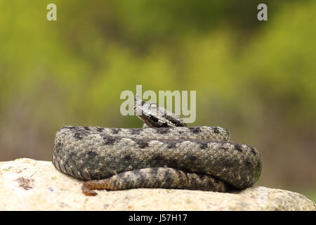 Grande naso pericolose vipera cornuta crogiolarvi al sole su una roccia ( Vipera ammodytes ) Foto Stock