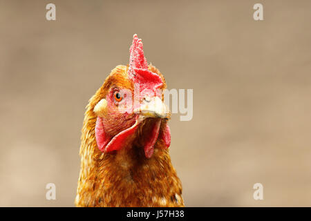 Ritratto di curioso brown hen oltre al di fuori della messa a fuoco lo sfondo immagine presa nel cantiere di fattoria Foto Stock