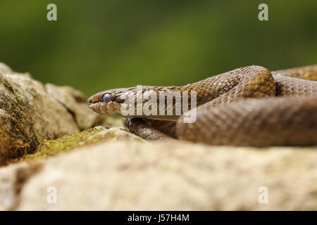 Ritratto di smooth snake crogiolarsi in habitat naturale ( Coronella austriaca ) Foto Stock