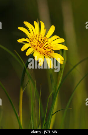 Prato Salsefrica fiore vicino. L'Europa, Polonia, Santa Croce montagne. Foto Stock