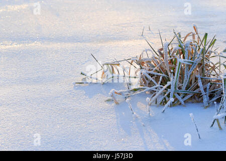 Congelati cluster di erba sulla neve fresca. Copia dello spazio sul lato sinistro. Foto Stock