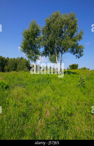 Sunny estate paesaggio selvaggio con prato e betulle. L'Europa, Polonia, Santa Croce montagne. Foto Stock