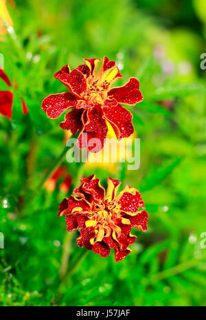 Due fiori di Tagetes (Calendula, messicano Le calendule) Foto Stock