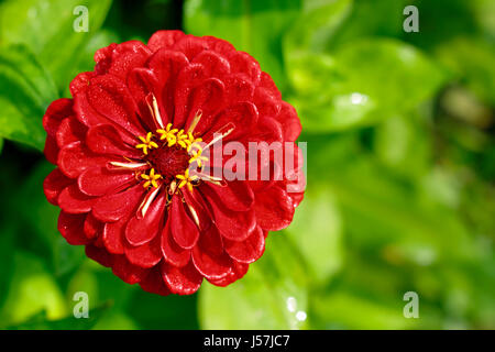 Close-up Tagetes fiore (Calendula, messicano Le calendule) dall'alto. Copia dello spazio sul lato destro. Foto Stock