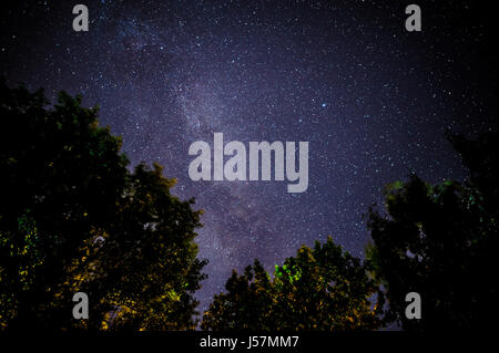 Cielo stellato e gli alberi in primo piano. Foto Stock