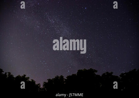 Cielo stellato e gli alberi in primo piano. Foto Stock