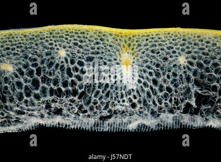 Vista microscopico di una cipolla (Allium cepa) foglia di lampadina della sezione trasversale. Illuminazione a campo oscuro. Foto Stock