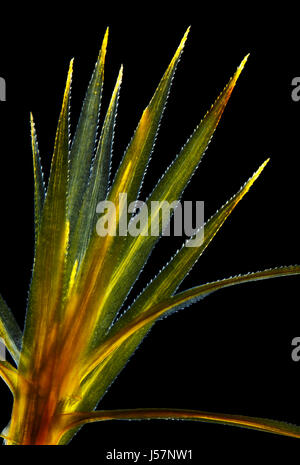 Vista microscopico di comune haircap moss (Polytrichum comune). Luce polarizzata, polarizzatori incrociati. Foto Stock