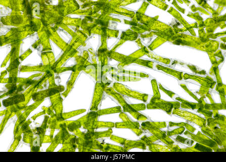 Vista microscopico di alghe verdi (Cladophora) cellule. Illuminazione a campo chiaro. Foto Stock