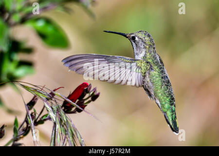 Anna's hummingbird Foto Stock