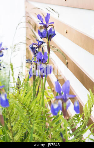 Iris Sibirica nel giardino molecolare. RHS Malvern mostra di primavera 2017. Progettato da Denis Kalashnikov e Ekaterina Bolotova Foto Stock